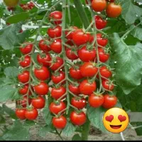 گوجه گیلاسی