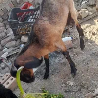 گتاچ