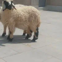 ماده
