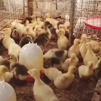 جوجه غاز و قوغاز و بوقلمون در سنین مختلف