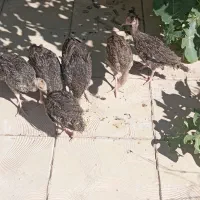 فروشی به علت کمبود جا