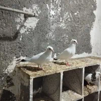 کبوتر دم سیاه
