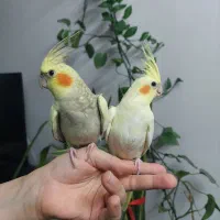 عروس هلندی