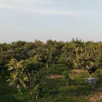 فروش باغ 1100متری دور دیوار