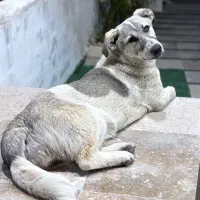 سگ ولگرد نژاد دار