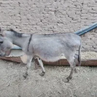 الاغ نر و ماده
