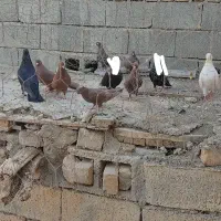 کبوتر|پرنده|خنجین, |دیوار