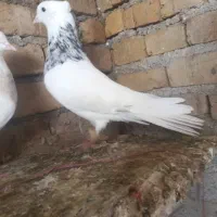 کبوتر
