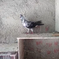 کبوتر سوسکی یا قاره شهرستانی
