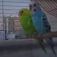 مرغ عشق جف