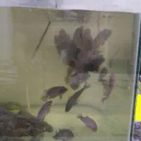 ماهی فلاور  خوش رنگ و هد مناسب.