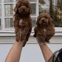 توی و تاینی پودل