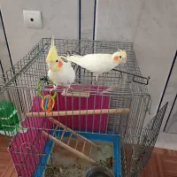 عروس هلندی سخنگو