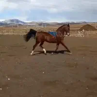 کار در باشگاه سوارکاری