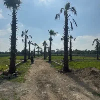 ۲۱۵ متر زمین سندتکبرگ مسکونی نزدیک جاده اصلی اقساط