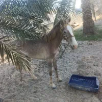 کره اسب یک ساله سالم وسروحال