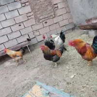 خروس|حیوانات مزرعه|نیشابور, شهرآرا|دیوار