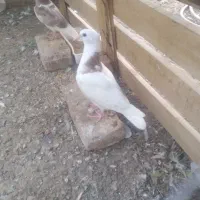 دو عدد جوجه کبوتر