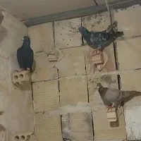 کفتر بوم