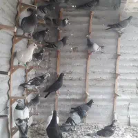 کفترپرشی
