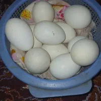 فروش تخم مورغ گلین چهلتاج