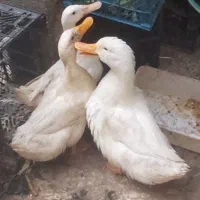 سه اردک بالغ۱‌ماده‌ودو‌نر