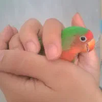 یک جفت کوتوله معاوضه بایک جفت فنچ یایه جفت قناری .