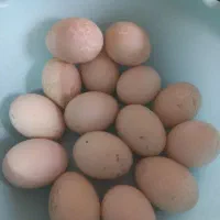 تخم اردک اسرائیلی نطفه دار تازه