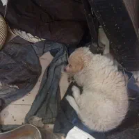 واگذاری«فروش»توله سگ اشپیتز پا کوتاه