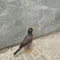مرغ مینا سخنگو