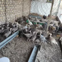 جوجه بوقلمون