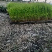 توم‌هاشمی‌دانه‌ای‌۸۰هزار‌تومان