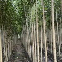 فروش ویژه انواع و ارقام میوه و صنوبردرنهالستان