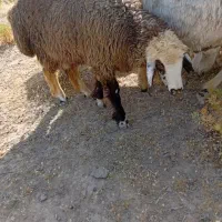فروش 10راس بره ماده
