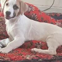 سگ پاپی نژاد جک راسل