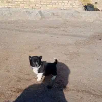 بوبی‌بالاسی‌ماده