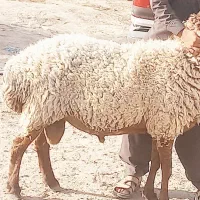 قوچ افشار دورگه