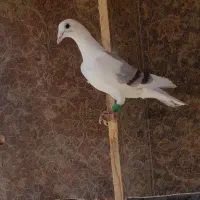کفتر ماده