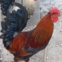 قیمت دونه ای 1800