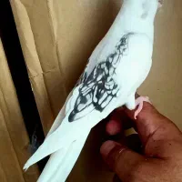 پرنده عروس هلندی جفت دوکت پروانه همراه با جوجه