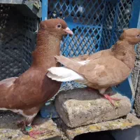 کبوتر دم سفید
