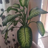 گل زیبا و قشنگ   هر کس خواست پیام بزاره