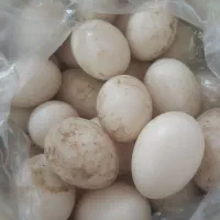تخم اردک اسرائیلی نطفه دار