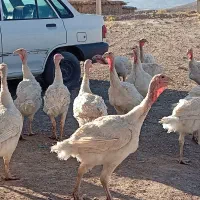 بوقلمون بیوتی ۶
