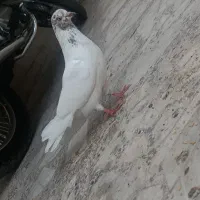 کبوتر ماده چشم زرد