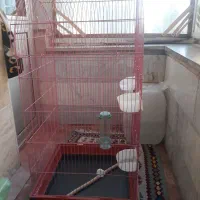 قفس عروس