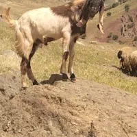 ۱راس چپش افغانی تخمی