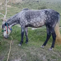 اسب مادیان نیلی  5 سال خریدو فروش اسب نریان مادیان