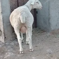 بره لاکن