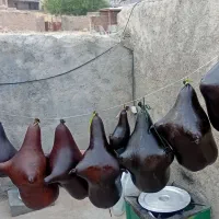 هیزه های درجه یک